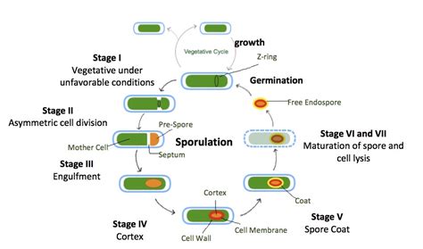 endospore reactivation wikipedia